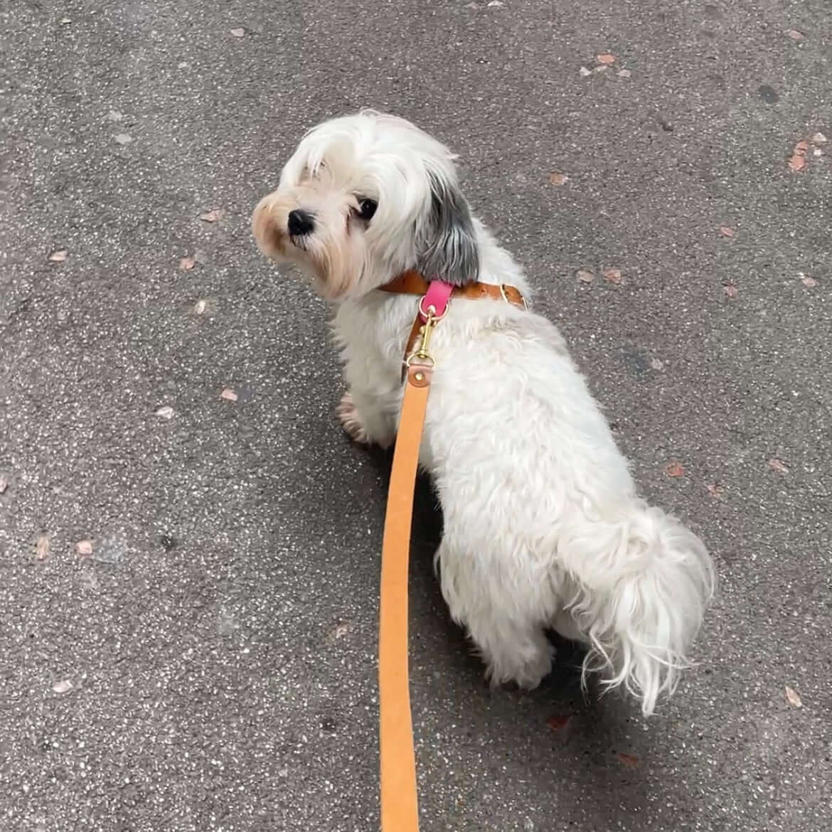 Arnés de paseo ajustable con una hebilla para que se adapte cómodamente a tu perro. Piel de curtición veganaHerrajes dorados de latónTira de piel color London con detalles en dos colores, verde o rosa