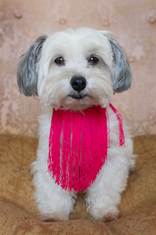 Collar perro flecos rosa