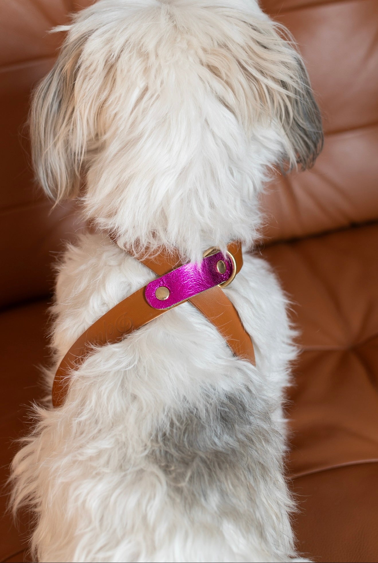Dog harness