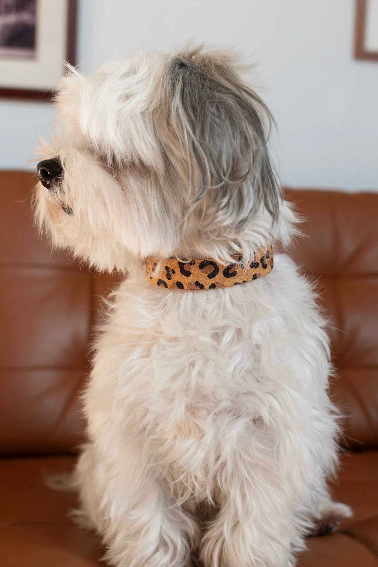 Collar perro
