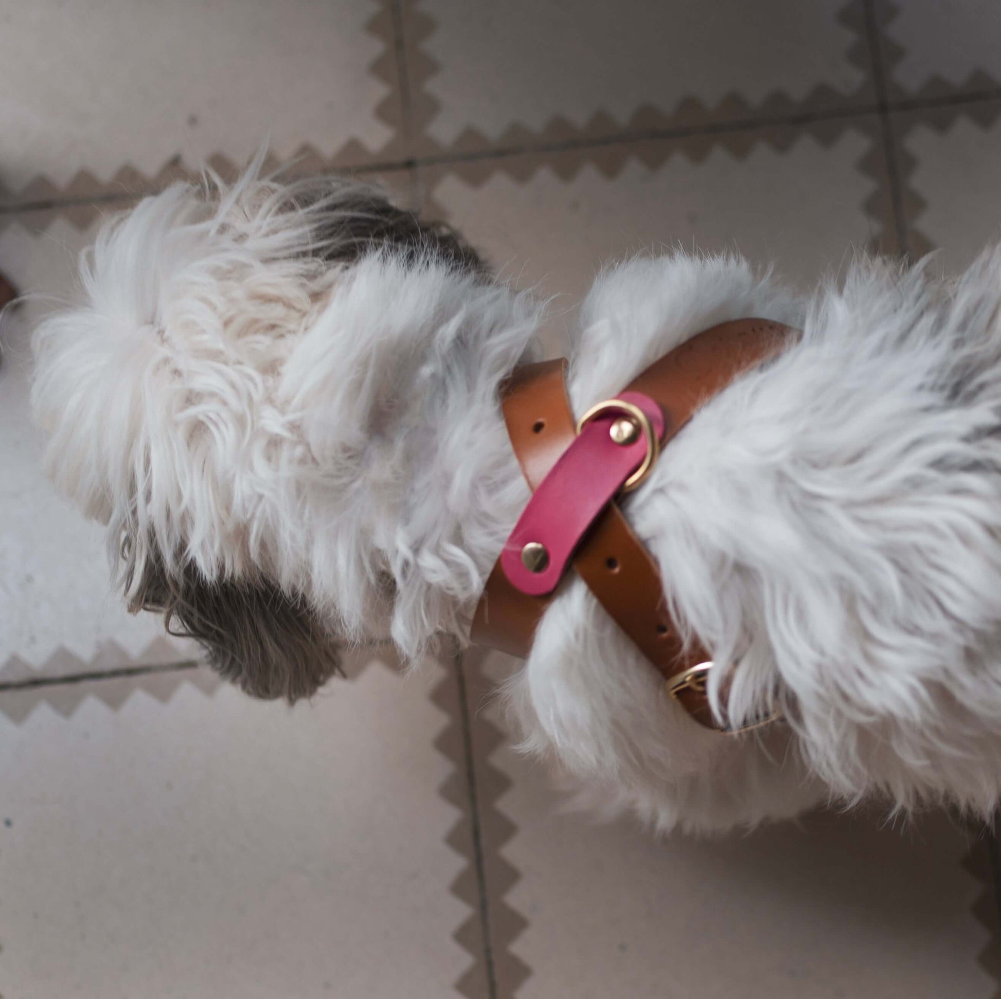 Arnés de paseo ajustable con una hebilla para que se adapte cómodamente a tu perro. Piel de curtición veganaHerrajes dorados de latónTira de piel color London con detalles en dos colores, verde o rosa